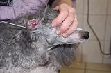 CANICHE - EPILATION OREILLE 007